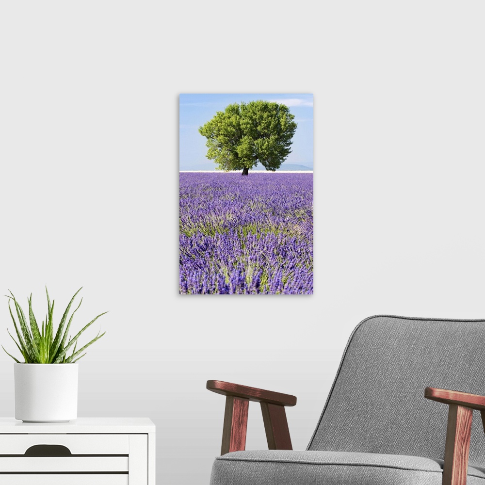 A modern room featuring Tree in a lavender field, Valensole plateau, Provence, France