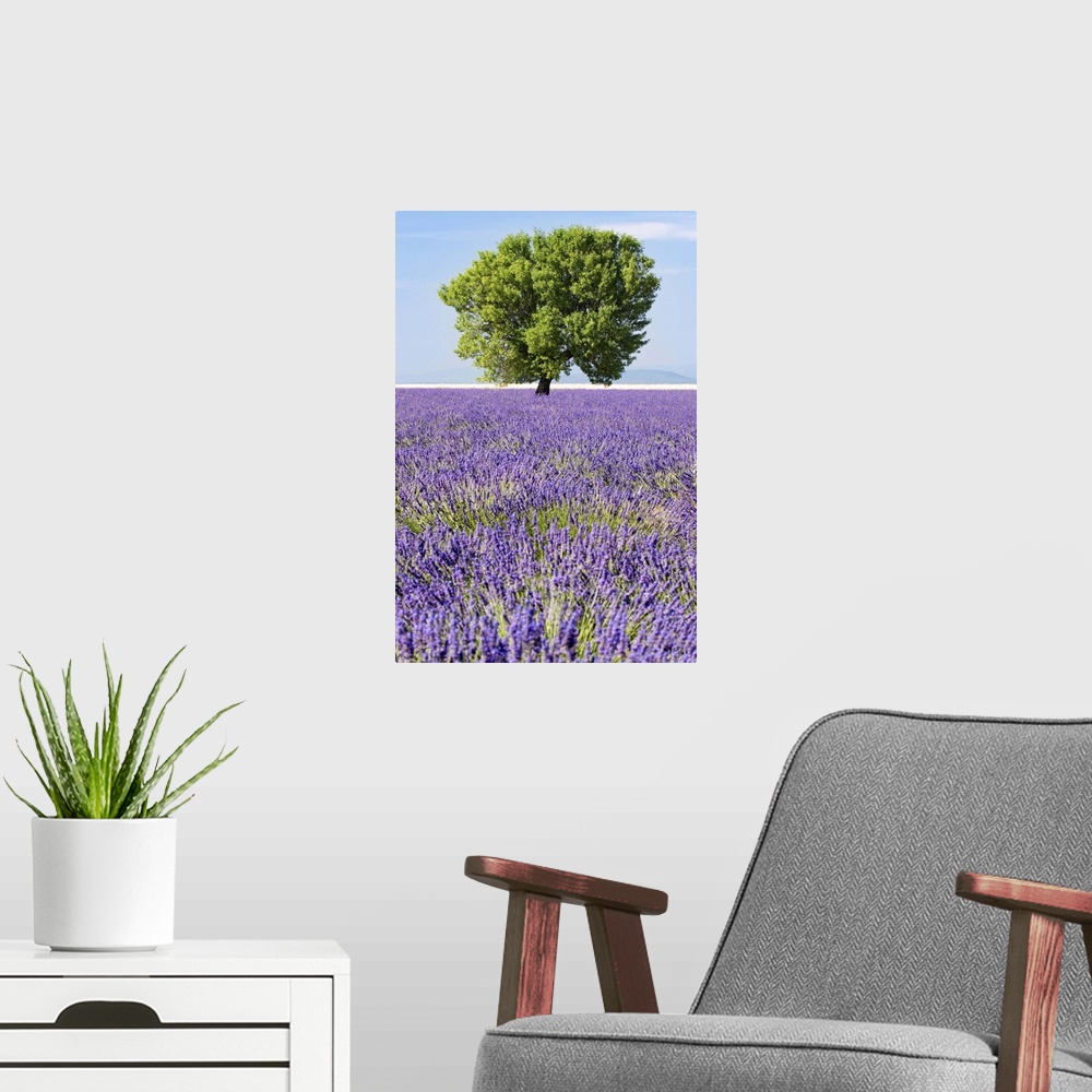 A modern room featuring Tree in a lavender field, Valensole plateau, Provence, France