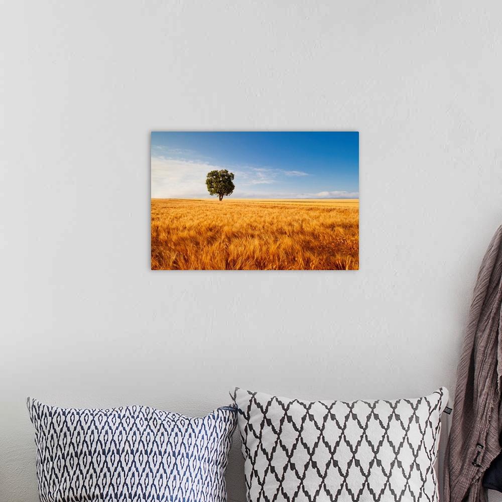 A bohemian room featuring Tree In Field Of Wheat, Valensole Plain, Provence, France