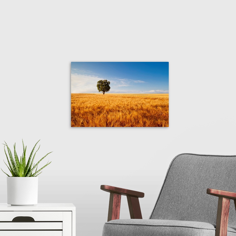A modern room featuring Tree In Field Of Wheat, Valensole Plain, Provence, France