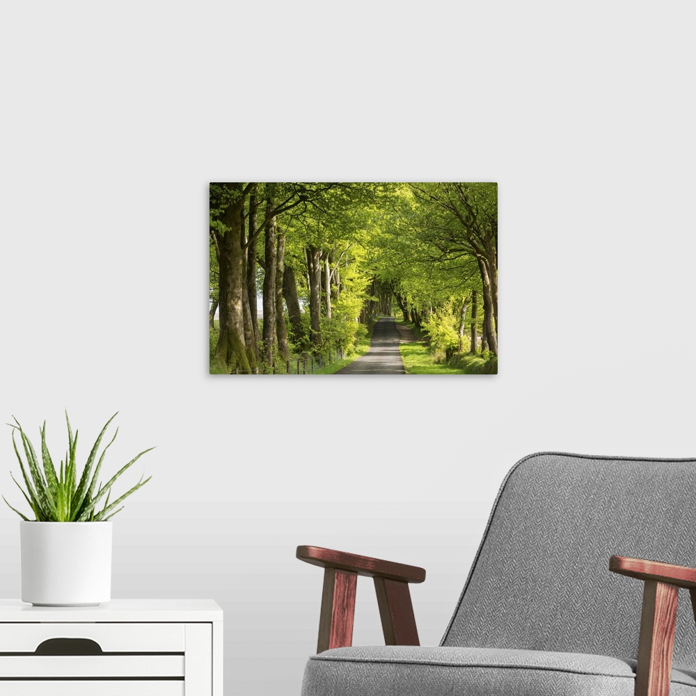 A modern room featuring Tree lined avenue in spring time, Dartmoor National Park, Devon, England. Spring, May, 2016.
