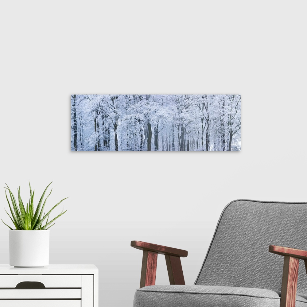 A modern room featuring Trees with snow and frost, nr Wotton, Glos, UK