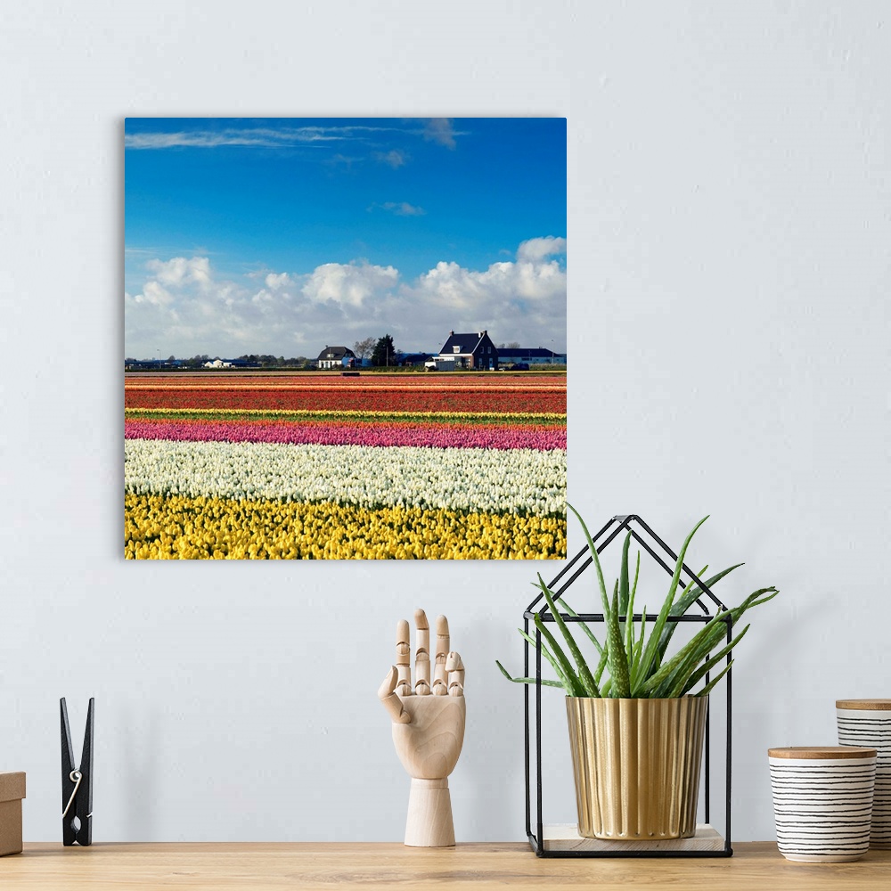 A bohemian room featuring Tulips in fields, Lisse, Netherlands