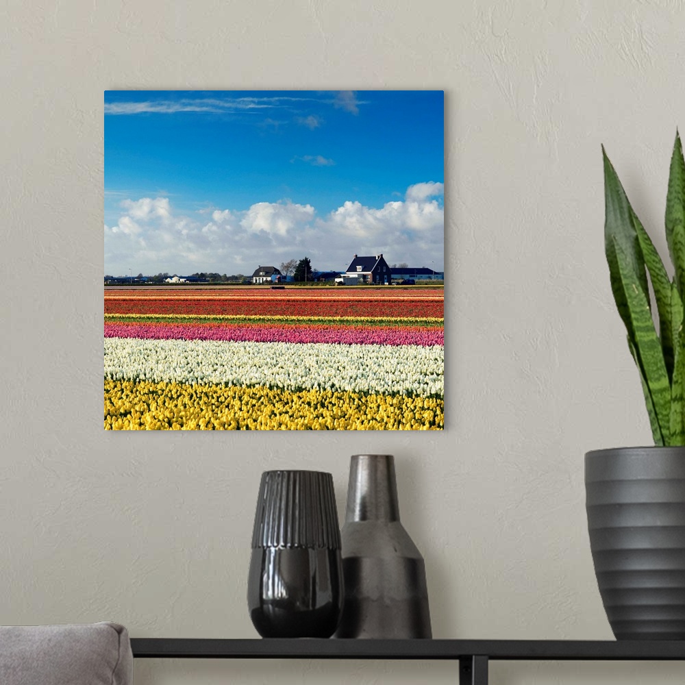 A modern room featuring Tulips in fields, Lisse, Netherlands