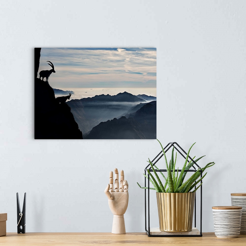 A bohemian room featuring Two alpine ibex dominate from above the spectacular view of the italian Alps.