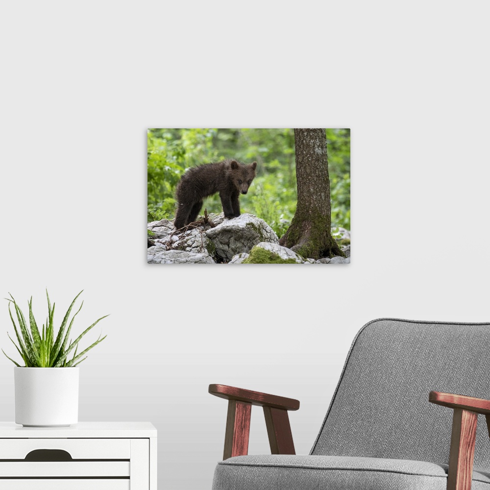 A modern room featuring Ursus arctos, Brown bear, Slovenia.