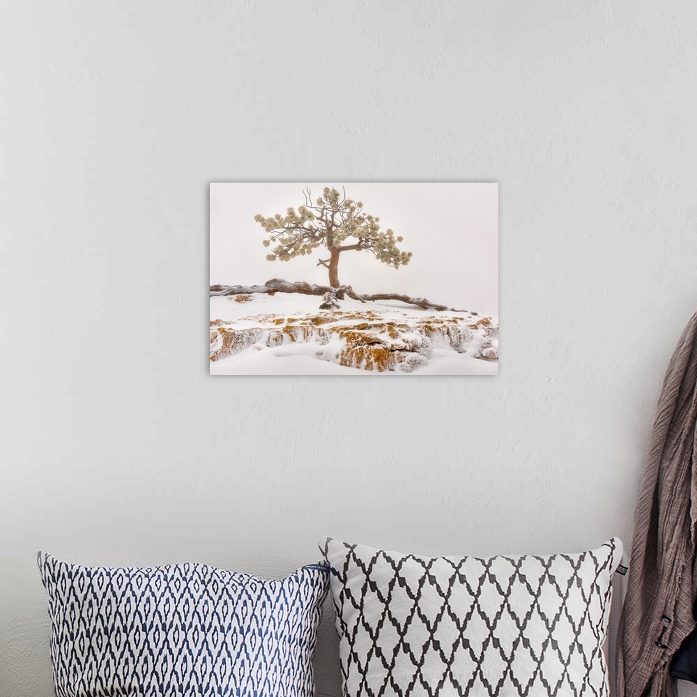 A bohemian room featuring USA, Utah, Bryce Canyon National Park, Lone Tree in snow.