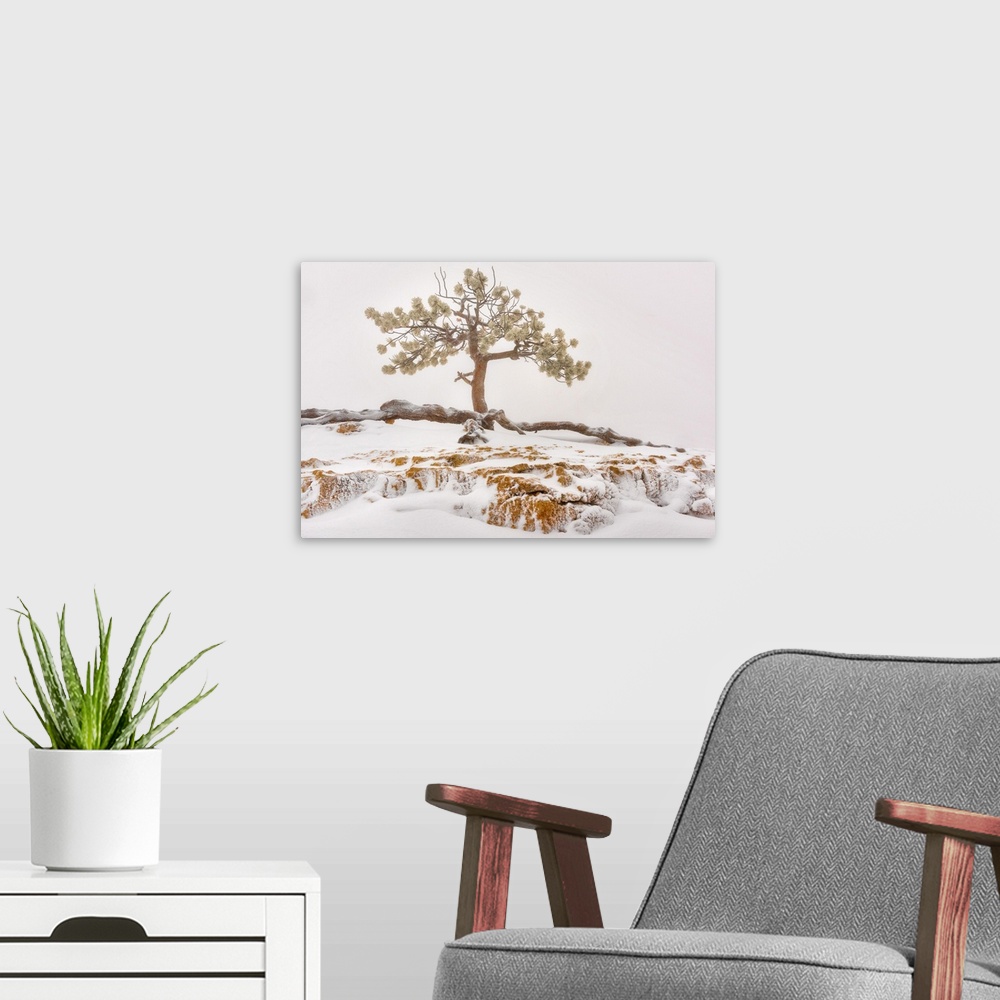 A modern room featuring USA, Utah, Bryce Canyon National Park, Lone Tree in snow.