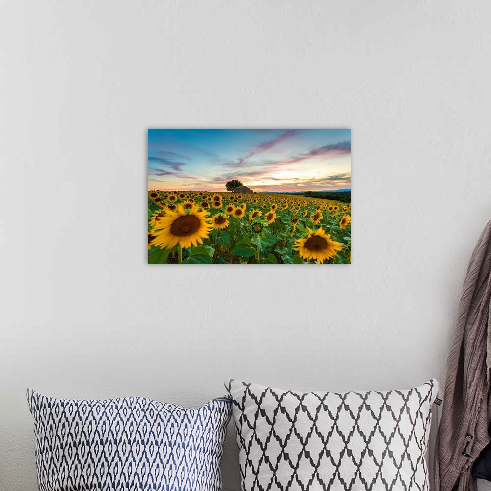 A bohemian room featuring Valensole Plateau, Provence, France. Field full of sunflowers at sunset, lonely farmhouse.