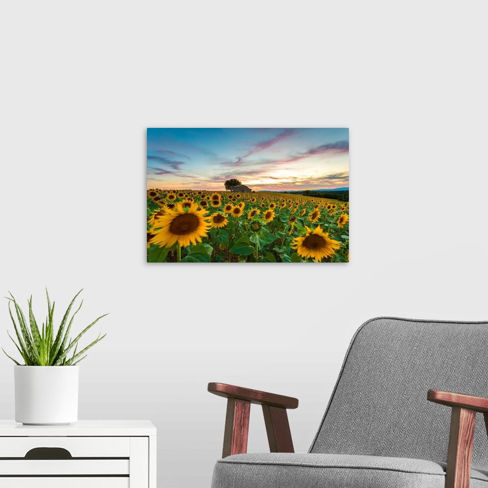 A modern room featuring Valensole Plateau, Provence, France. Field full of sunflowers at sunset, lonely farmhouse.