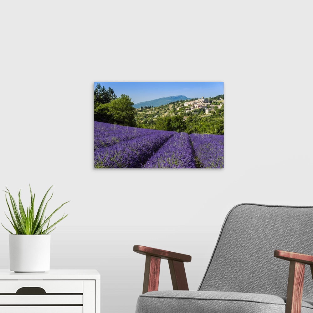 A modern room featuring View of village of Aurel with field of lavander in bloom, Provence, France.
