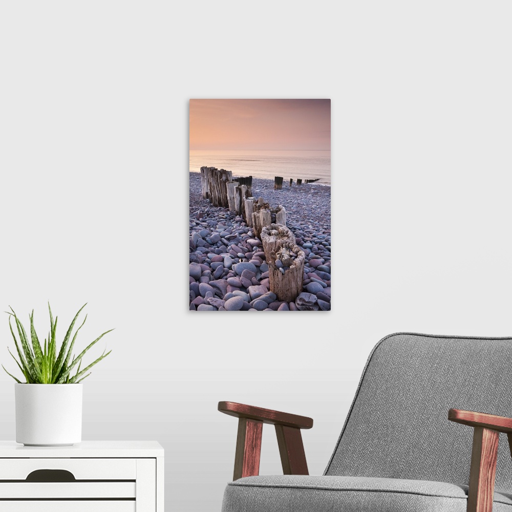 A modern room featuring Weathered wooden groyne on Bossington Beach at sunset, Exmoor National Park, Somerset, England. S...