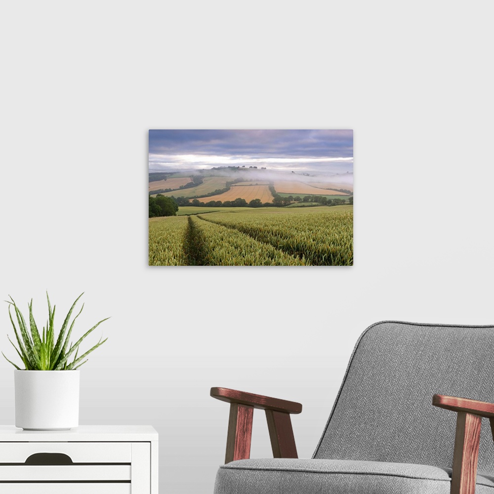 A modern room featuring Wheat field and rolling countryside at dawn, Devon, England. Summer (July)