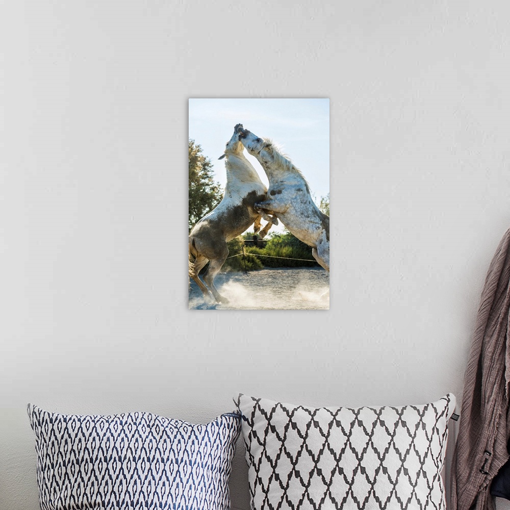 A bohemian room featuring White horse stallions fighting, The Camargue, France.