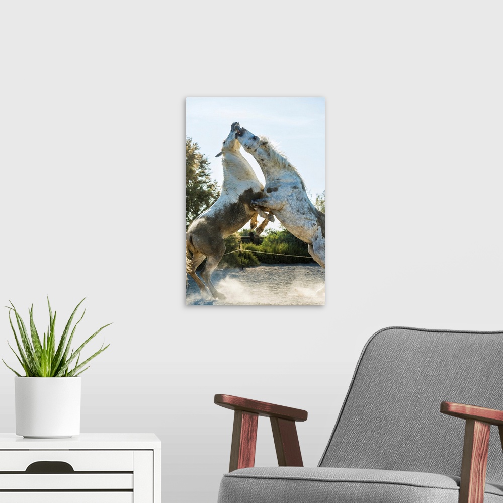 A modern room featuring White horse stallions fighting, The Camargue, France.