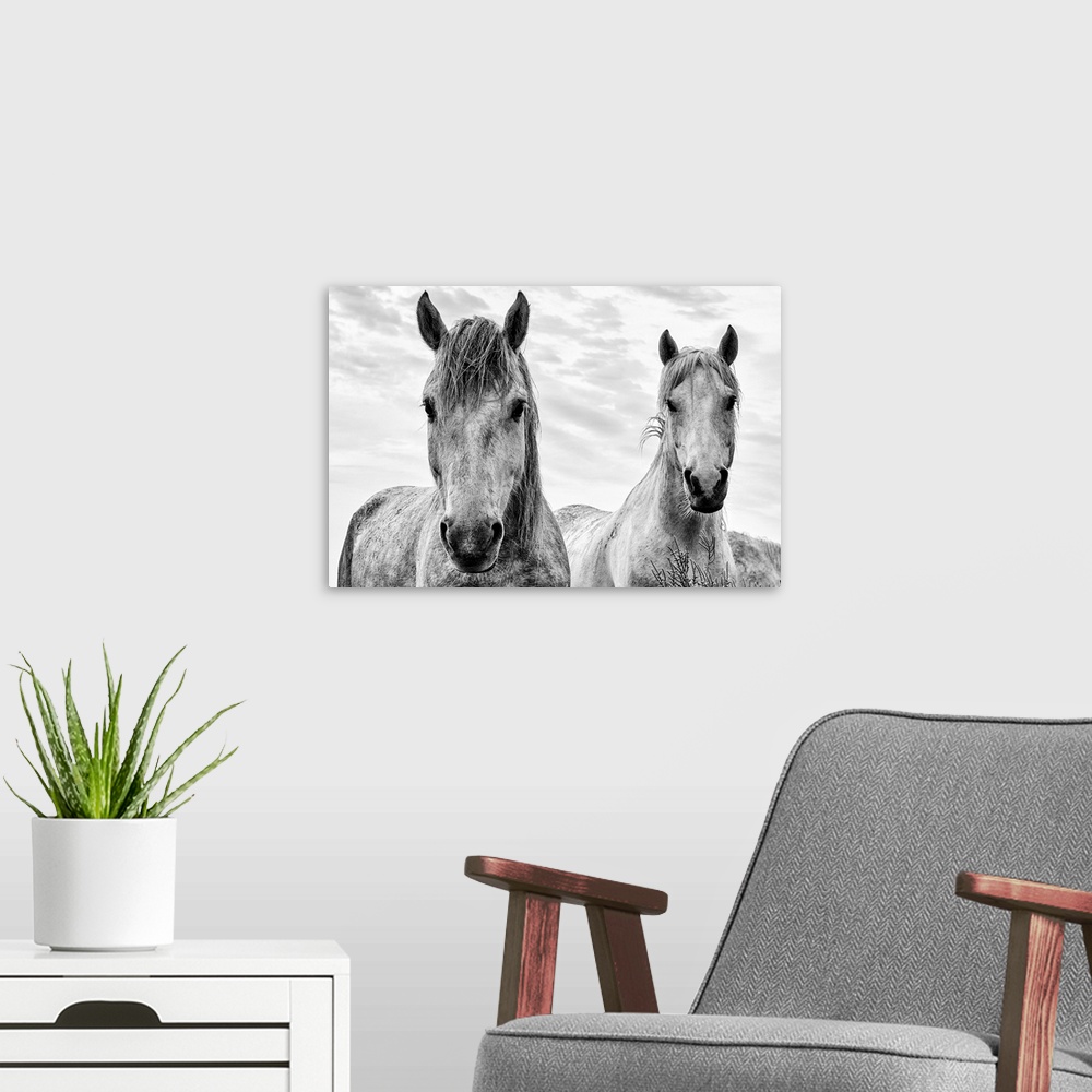 A modern room featuring White horses, Camargue, France