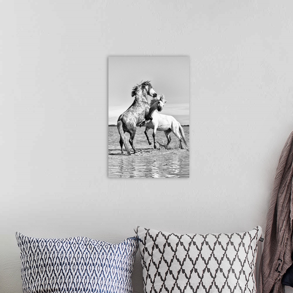 A bohemian room featuring White horses of Camargue fighting in the water, Camargue, France