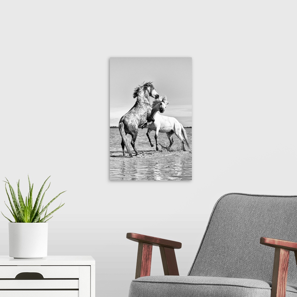 A modern room featuring White horses of Camargue fighting in the water, Camargue, France