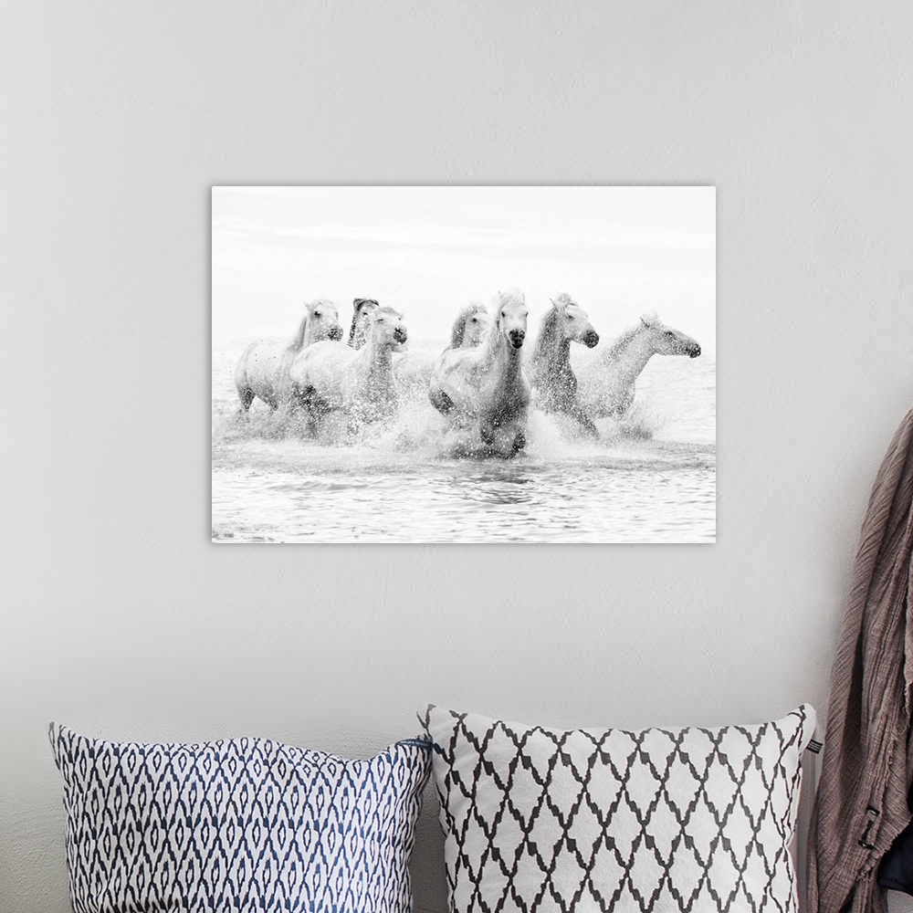 A bohemian room featuring White horses of Camargue running through the water, Camargue, France