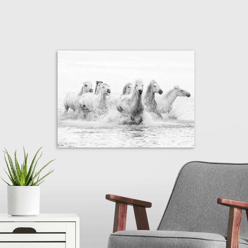 A modern room featuring White horses of Camargue running through the water, Camargue, France