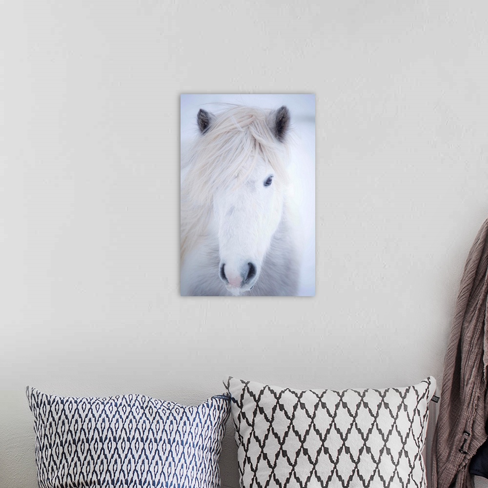 A bohemian room featuring White Icelandic Horse, Snaefellsness Peninsula, Iceland