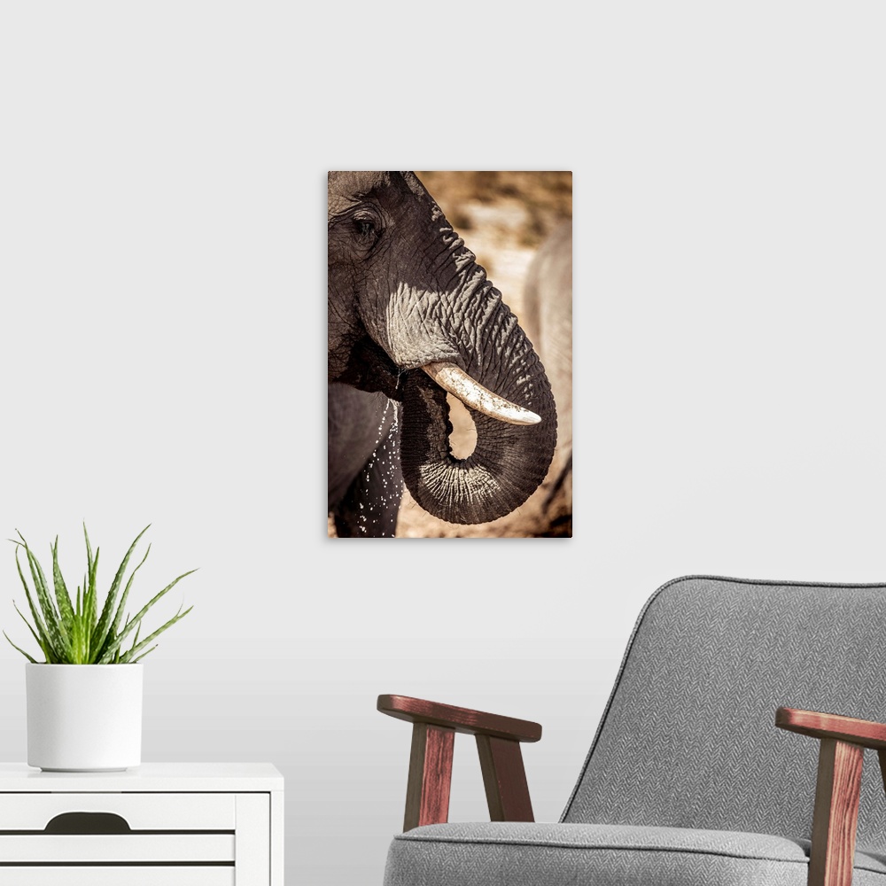 A modern room featuring Wild elephant portrait, Botswana, Africa