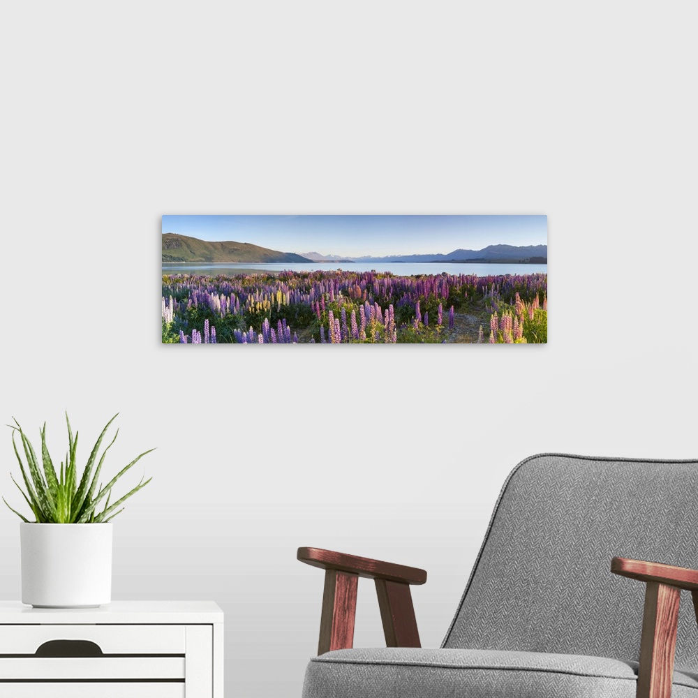 A modern room featuring Wild lupins, Lake Tekapo, Mackenzie Country, Canterbury, South Island, New Zealand