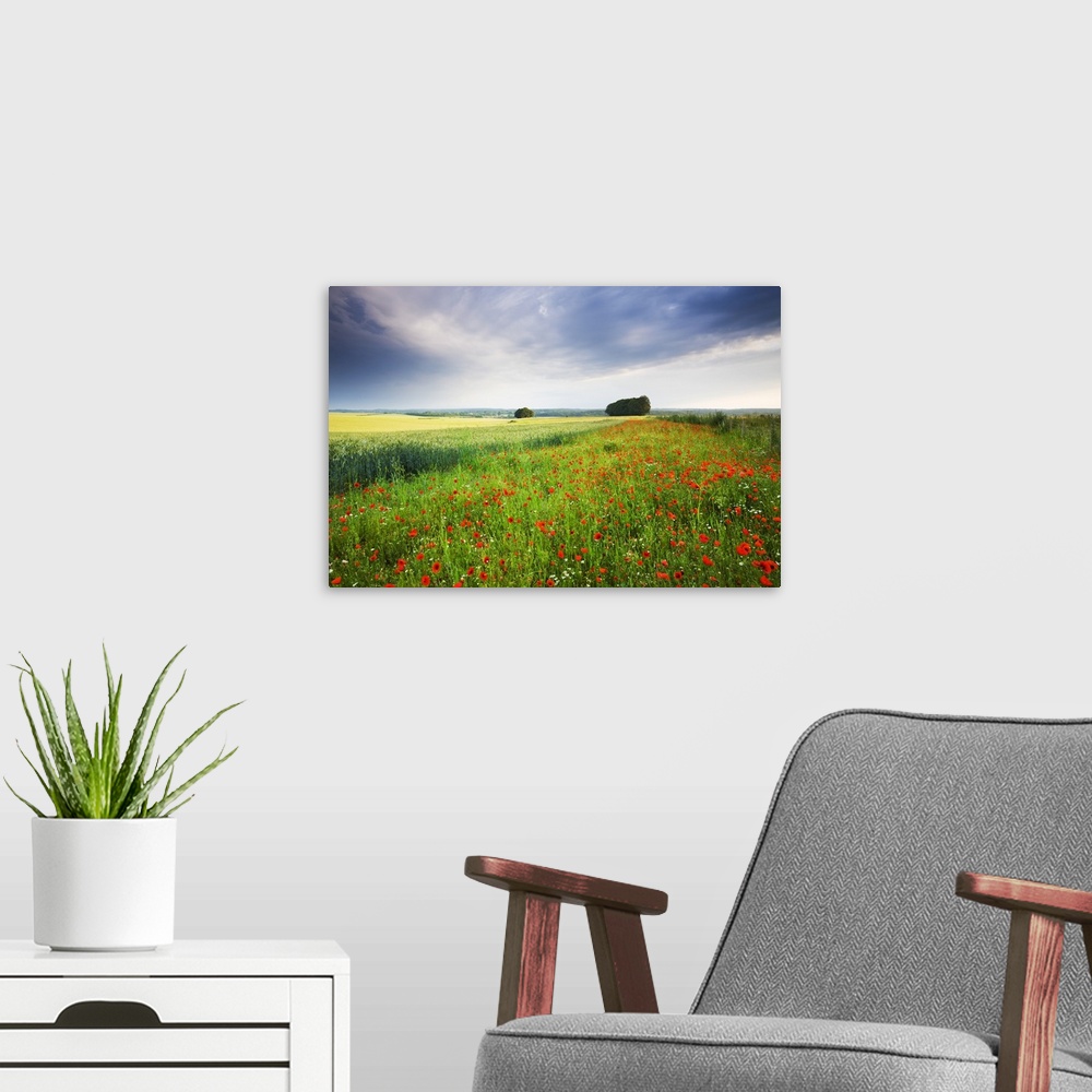 A modern room featuring Wild Poppies growing in a field near West Dean, Wiltshire, England. Summer, July, 2009.