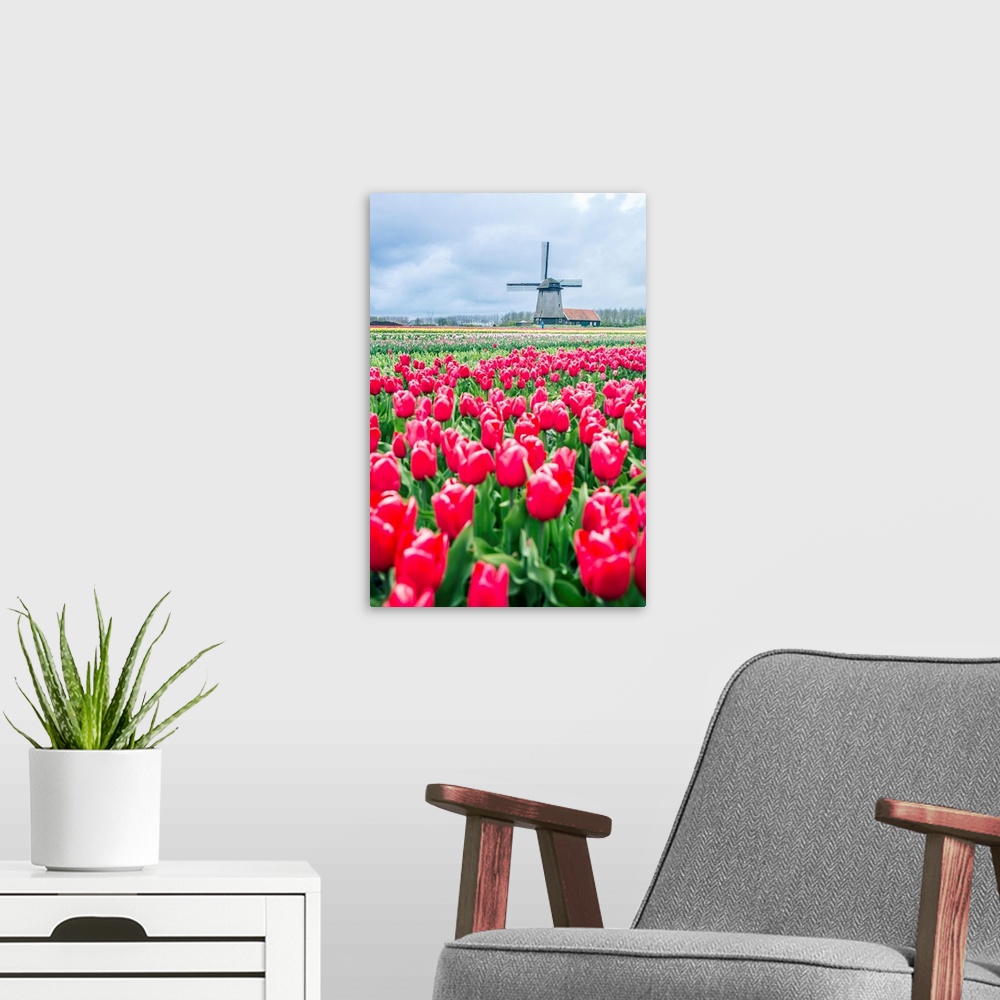 A modern room featuring Windmills and tulip fields full of flowers in Netherland.