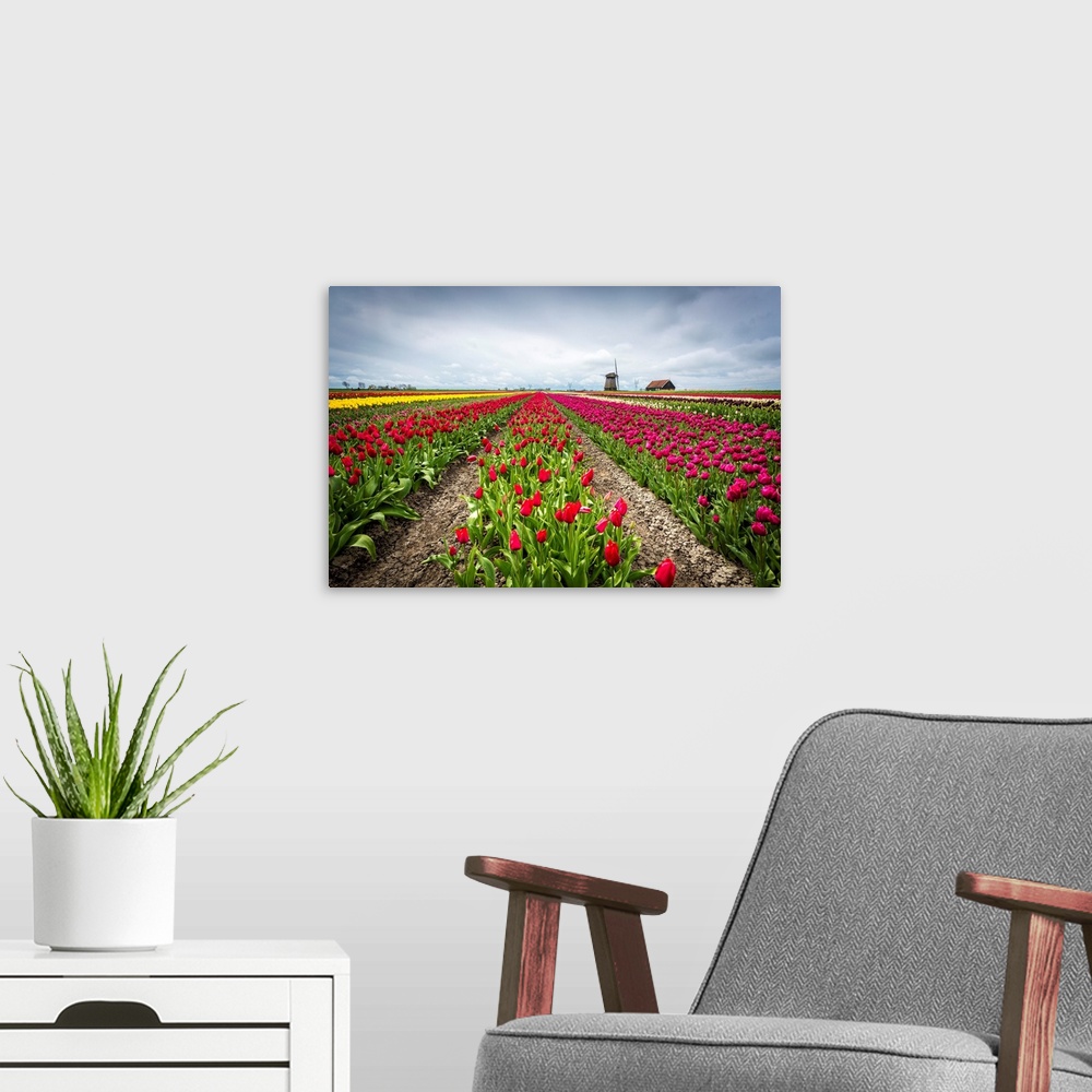 A modern room featuring Windmills and tulip fields full of flowers in the Netherlands.