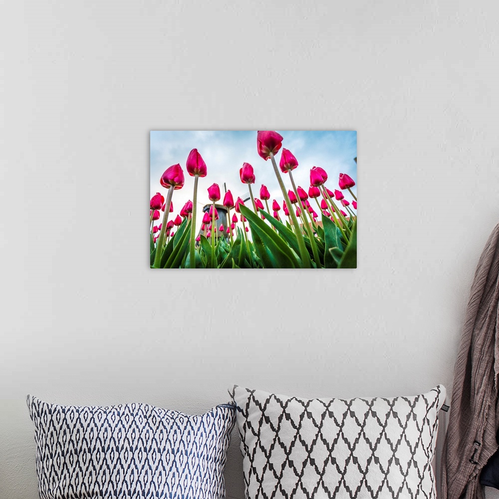 A bohemian room featuring Windmills and tulip fields full of flowers in the Netherlands.