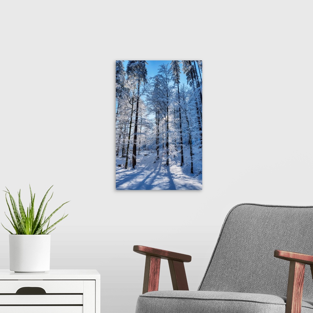 A modern room featuring Winter Trees At The Raintal In The Tannheimer Mountains Of The Allgau, Musau, Tyrol, Austria