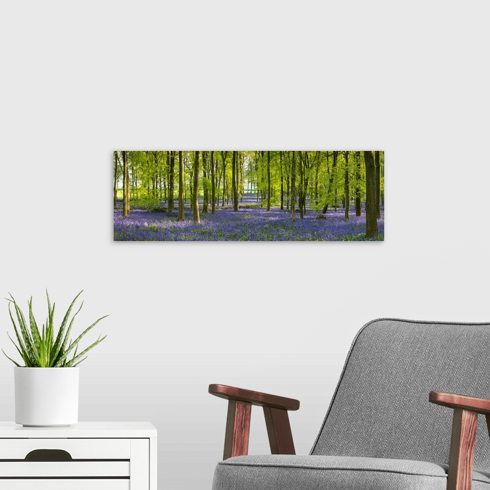 A modern room featuring Woodland of Bluebells (Hyacinthoides non-scripta) Hertfordshire, England