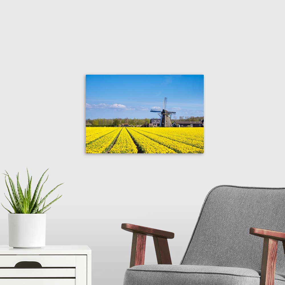 A modern room featuring Netherlands, South Holland, Nordwijkerhout. Yellow Dutch tulip filed, tulips in front of a windmi...