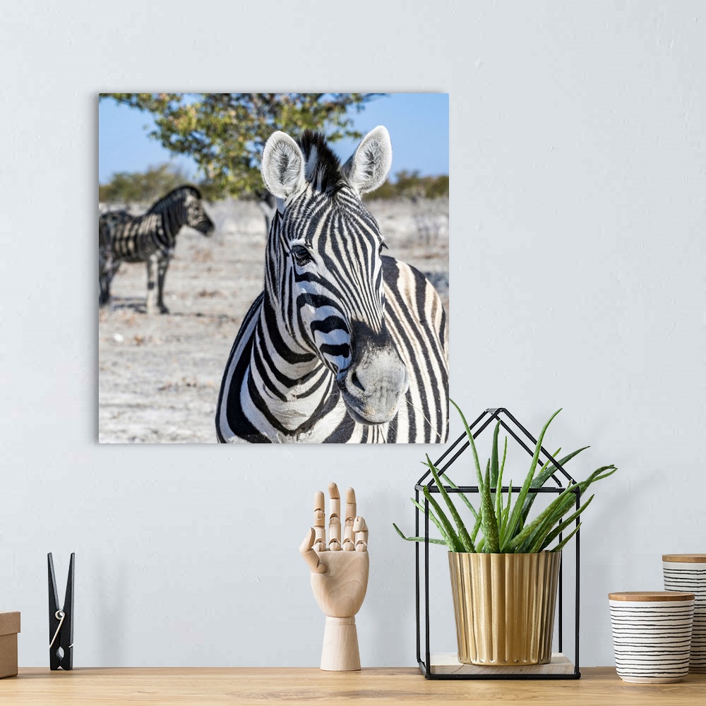 A bohemian room featuring Zebra, Etosha National Park, Kunene, Namibia.