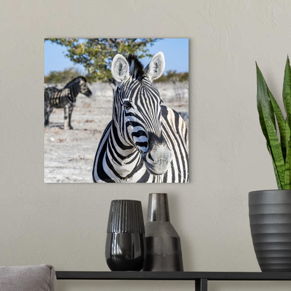 A modern room featuring Zebra, Etosha National Park, Kunene, Namibia.