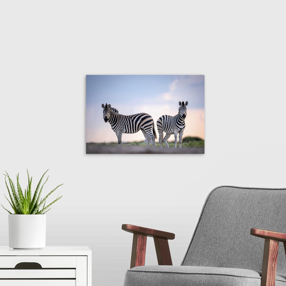 A modern room featuring Zebra, Nxai Pan National Park, Botswana