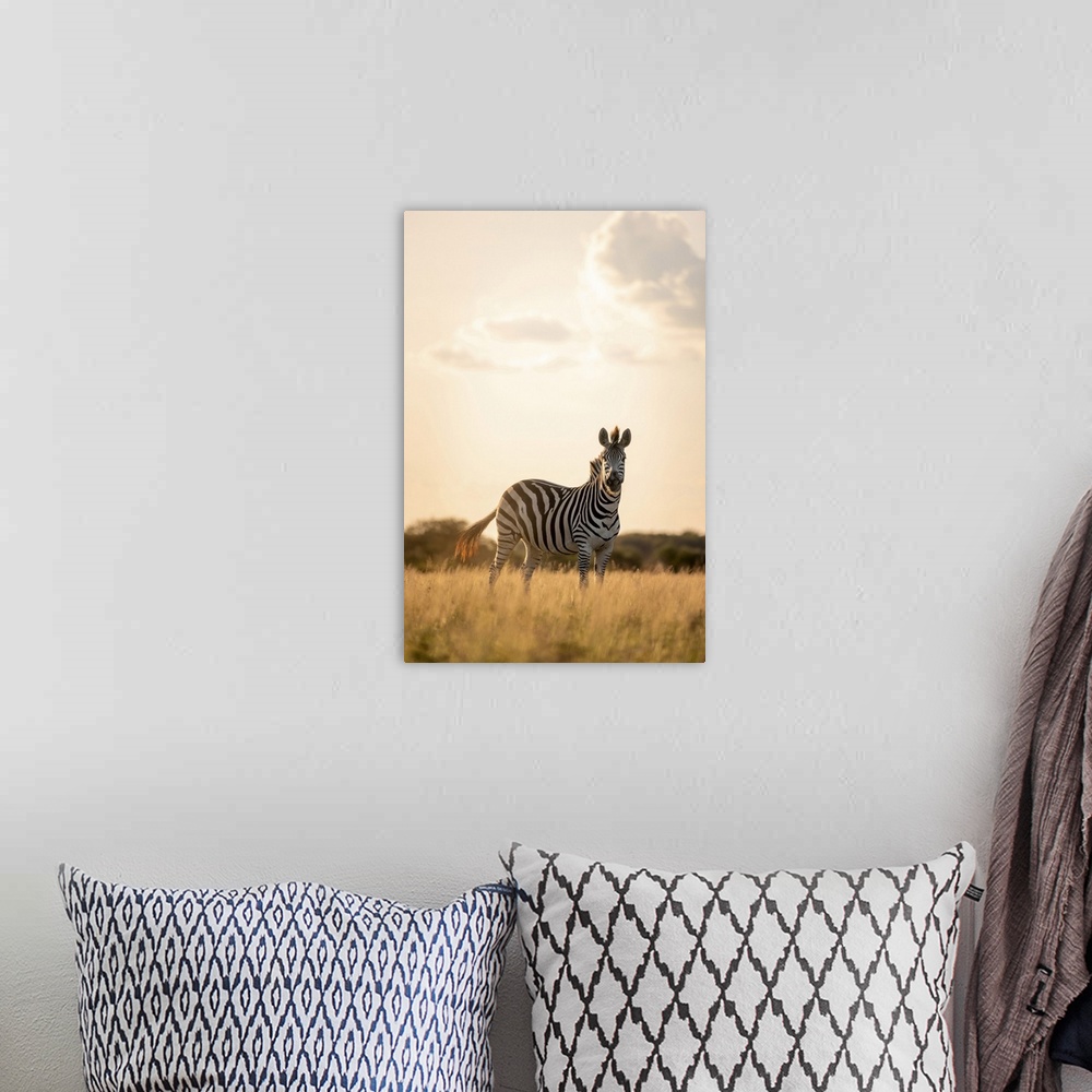 A bohemian room featuring Zebra, Nxai Pan National Park, Botswana