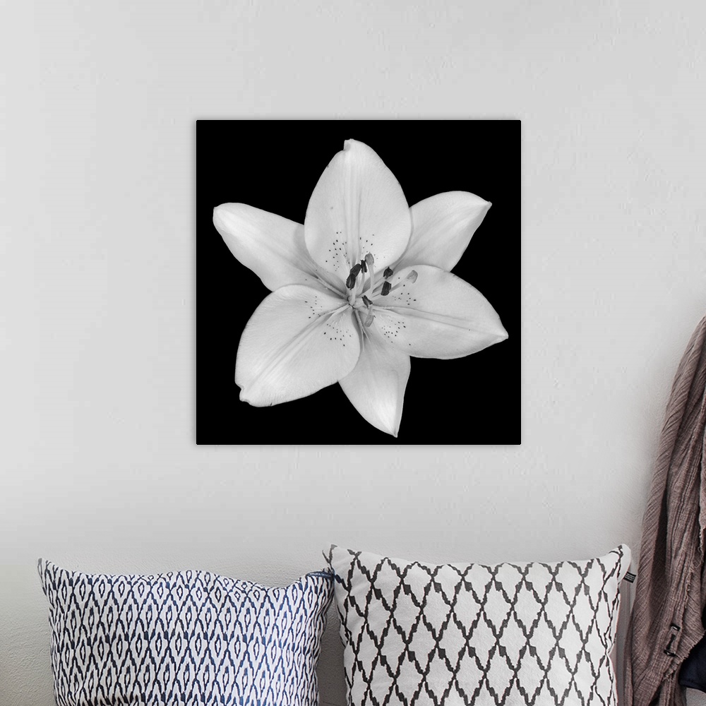 A bohemian room featuring A single flower blossom on a dark backdrop in this square photographic wall art.