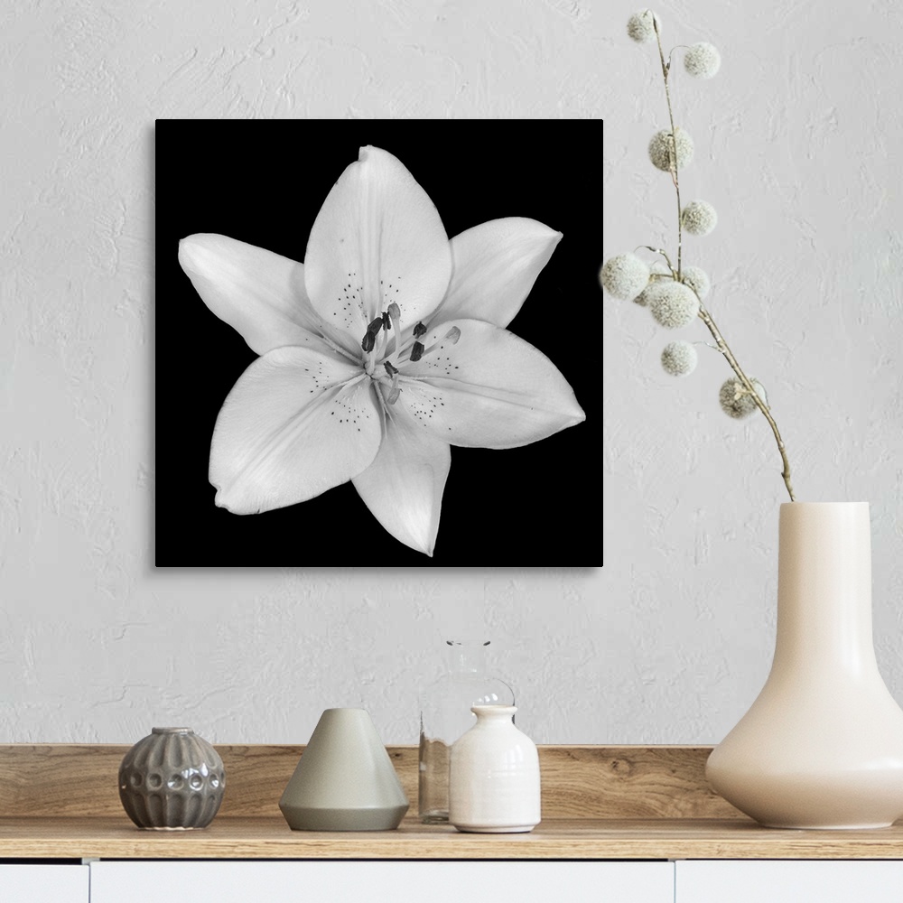 A farmhouse room featuring A single flower blossom on a dark backdrop in this square photographic wall art.