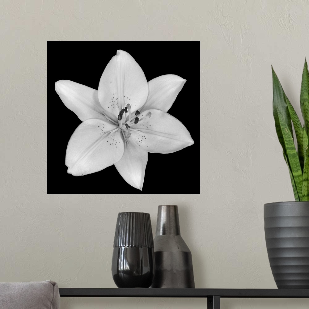 A modern room featuring A single flower blossom on a dark backdrop in this square photographic wall art.