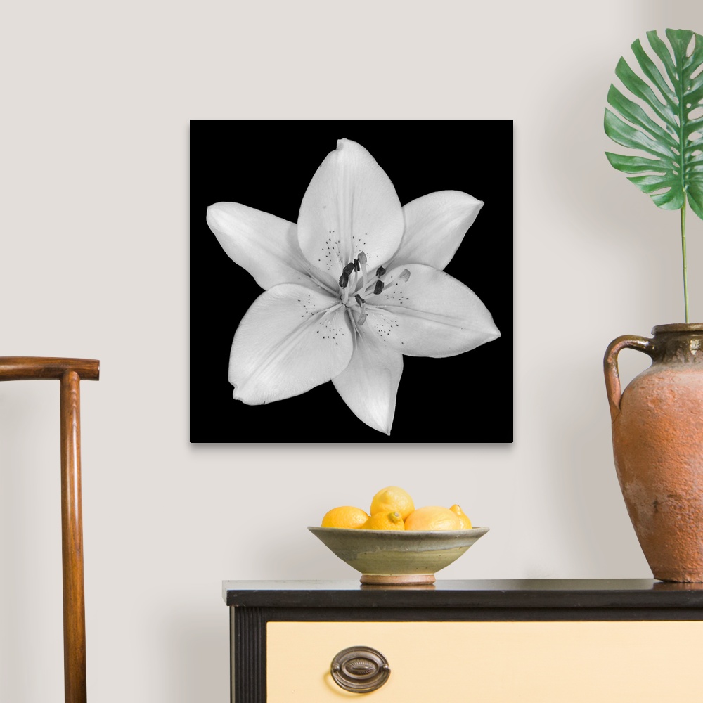 A traditional room featuring A single flower blossom on a dark backdrop in this square photographic wall art.