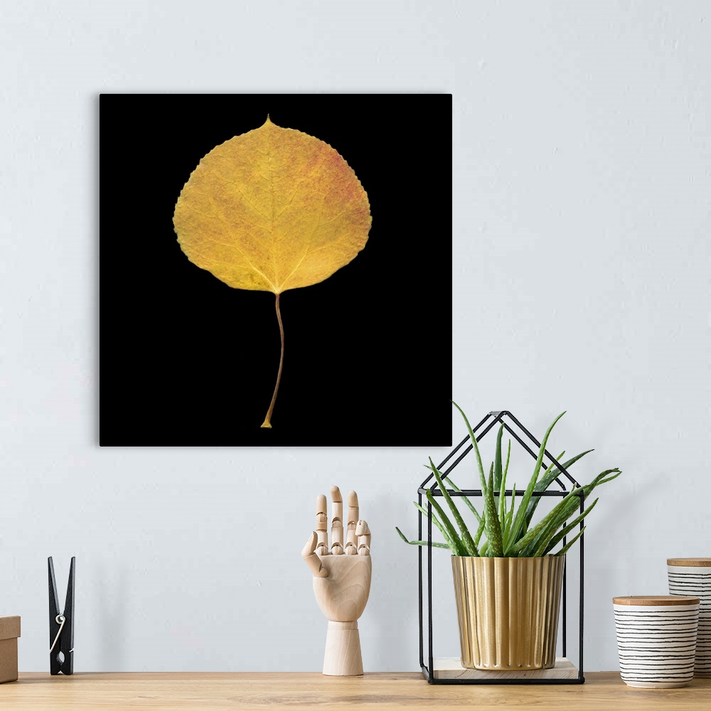 A bohemian room featuring Square, large wall hanging of a single golden aspen leaf on a solid black background.