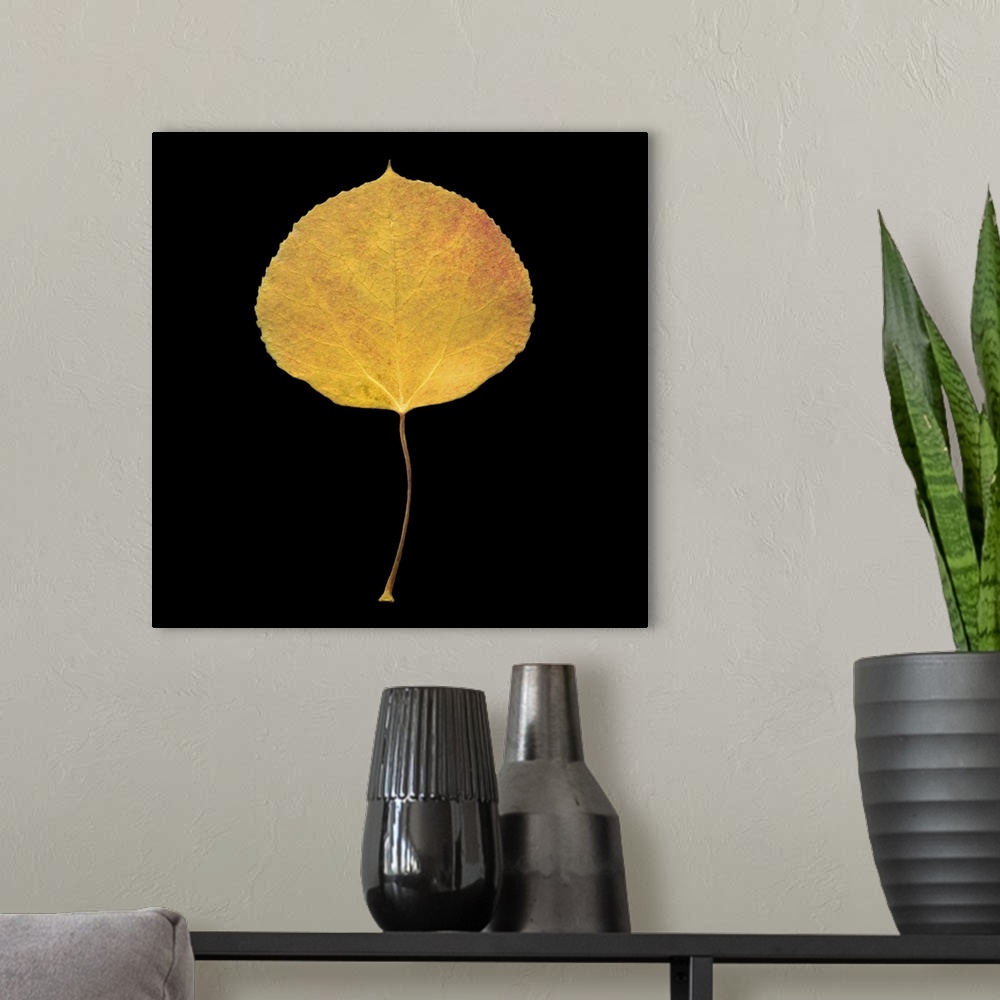 A modern room featuring Square, large wall hanging of a single golden aspen leaf on a solid black background.