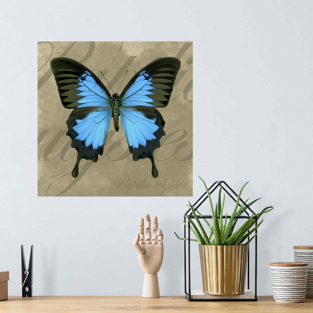 A bohemian room featuring This decorative accent for the living room or bed room is a butterfly on a neutral textured backg...