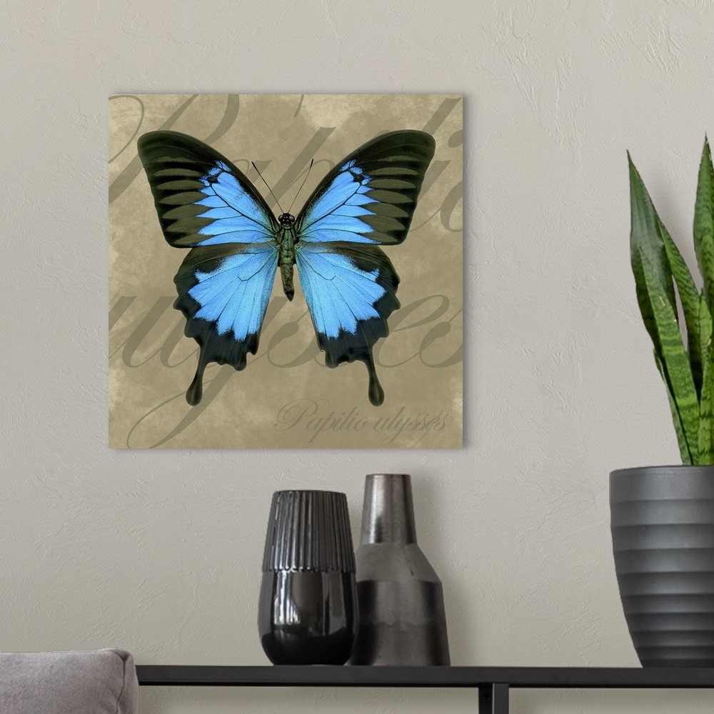 A modern room featuring This decorative accent for the living room or bed room is a butterfly on a neutral textured backg...