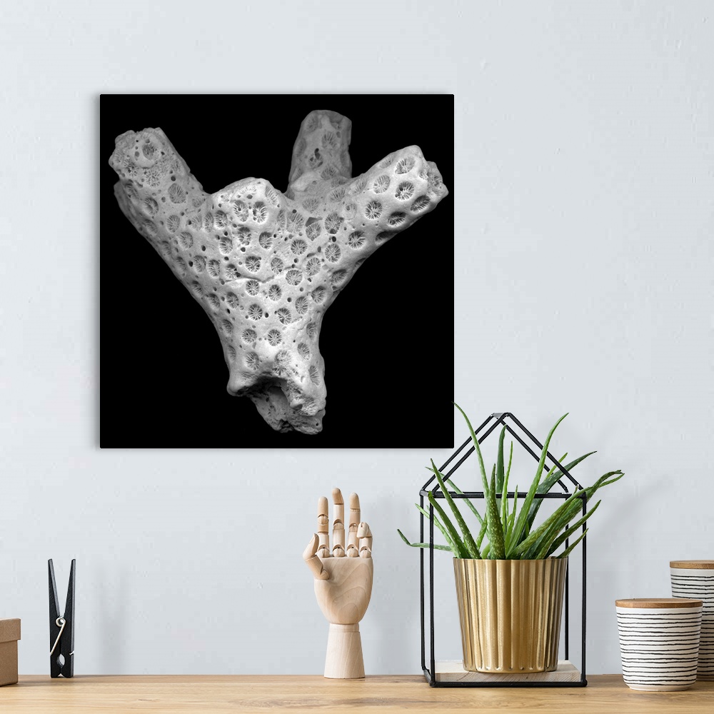 A bohemian room featuring An artistic photograph of a piece of coral close up that is in black and white on a flat black ba...