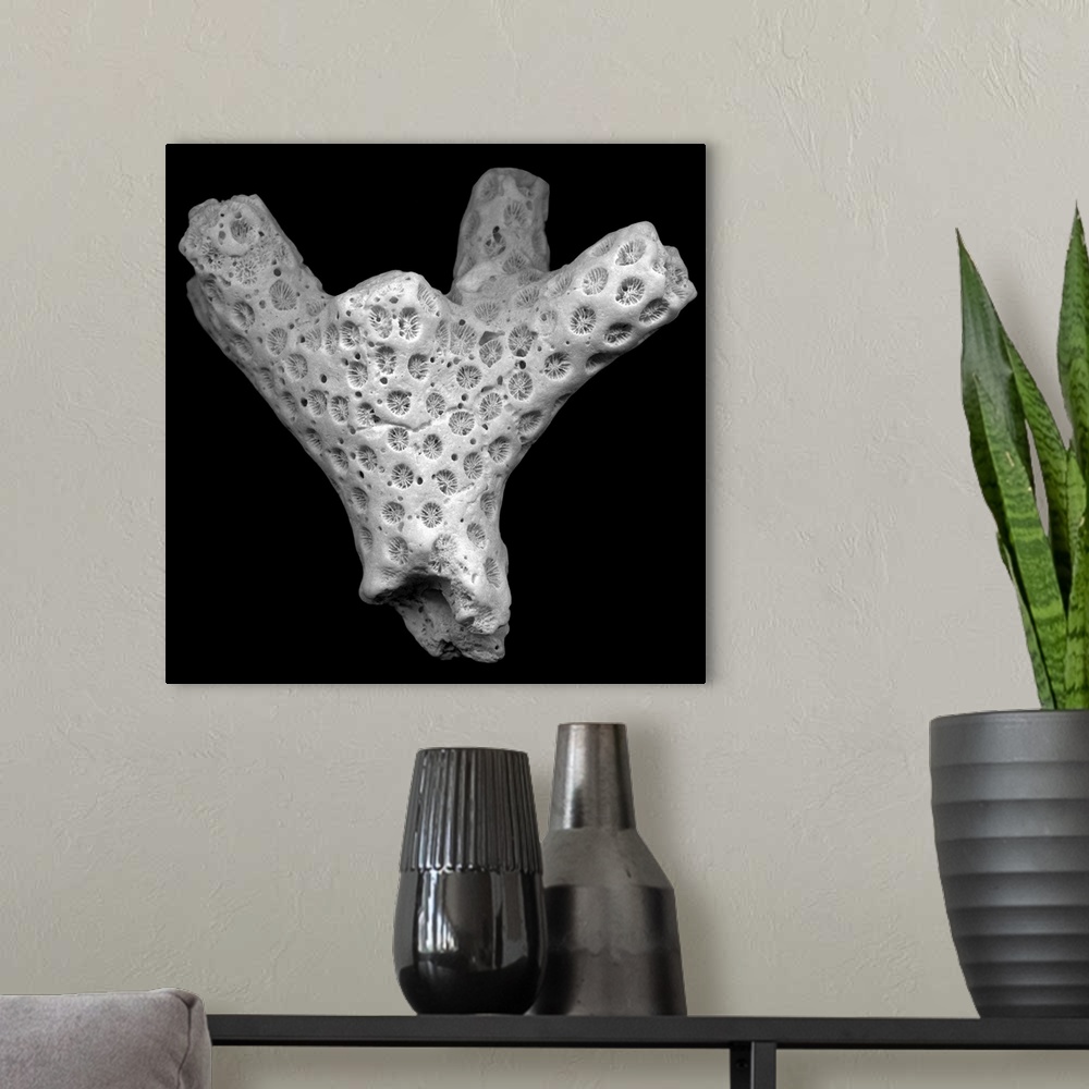 A modern room featuring An artistic photograph of a piece of coral close up that is in black and white on a flat black ba...