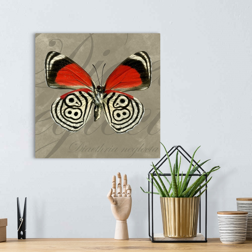 A bohemian room featuring Square home art docor on a large canvas of a vibrant, eighty-eight butterfly on a neutral backgro...