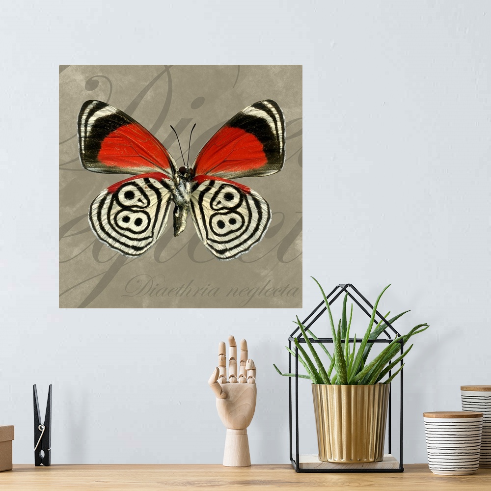 A bohemian room featuring Square home art docor on a large canvas of a vibrant, eighty-eight butterfly on a neutral backgro...